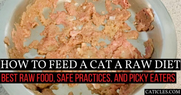 Purrfect Guide: Raw Diet for Cats Unlocked!